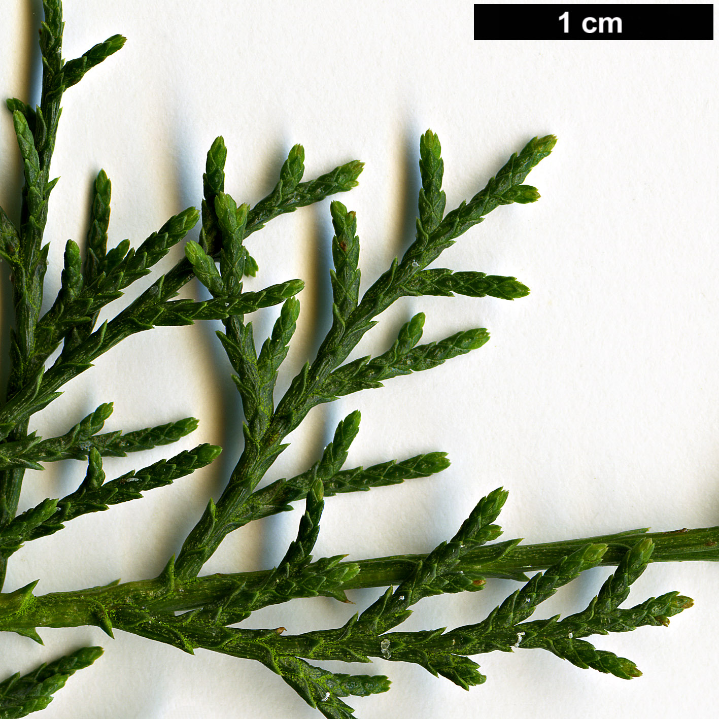 High resolution image: Family: Cupressaceae - Genus: Cupressus - Taxon: dupreziana - SpeciesSub: var. atlantica